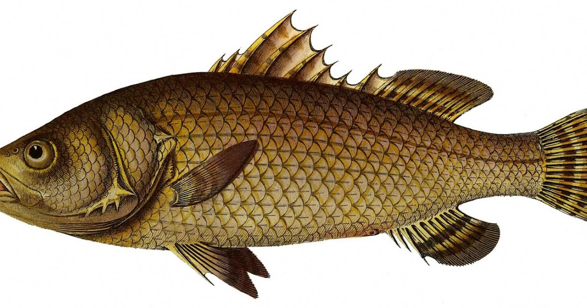 Sciency Thoughts Two New Species Of Asian Sea Bass From