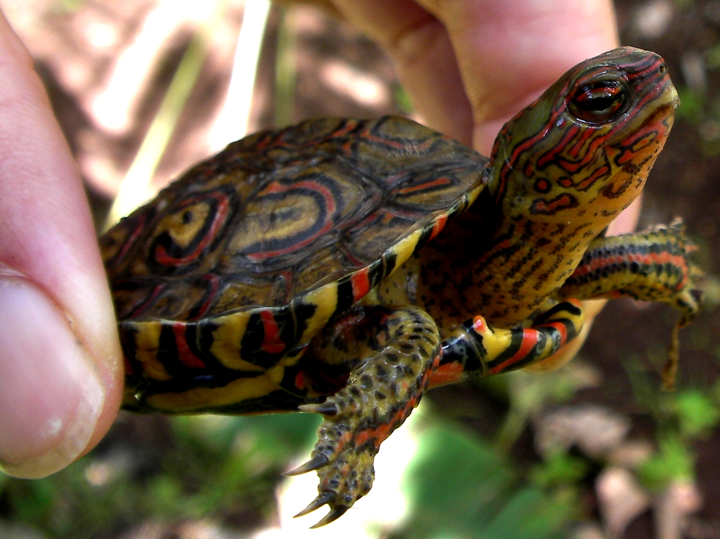 Красноухая черепаха сухопутная. Почему черепаха пищит. Почему черепаха пищит. Почему черепаха пищит. Земноводные черепахи красноухие.