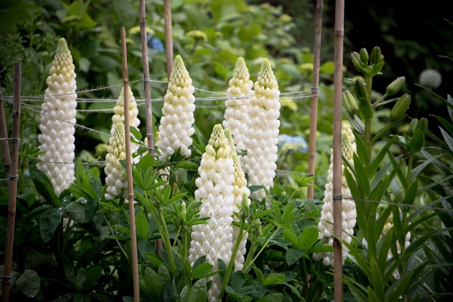 Escocia. Isla de Skye