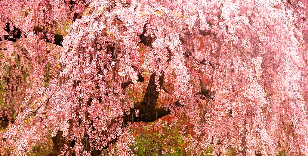 Endangered New Jersey: Cherry Blossoms in Newark