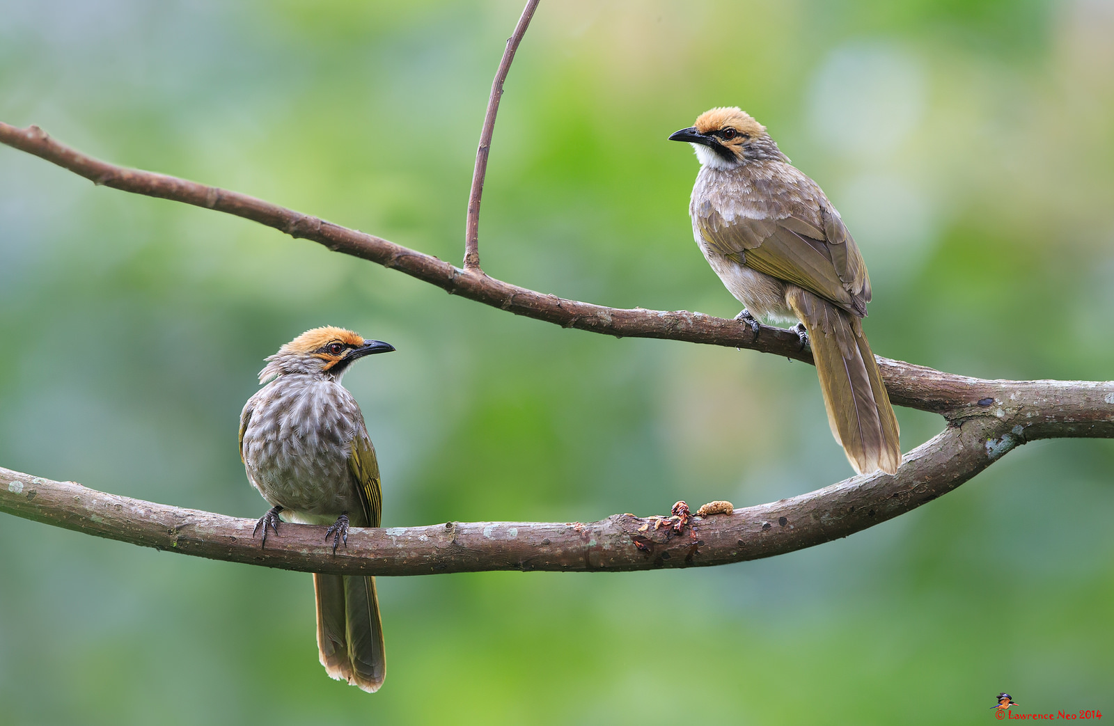 8 Burung Termahal di Indonesia yang Harganya Bikin Dompet Jebol - Boombastis