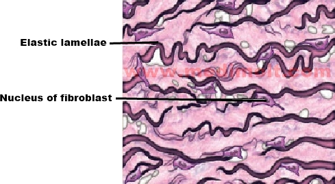 Elastic Connective Tissue Diagram