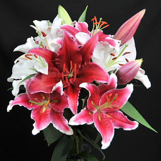 Valentine's Day colors pink lilies