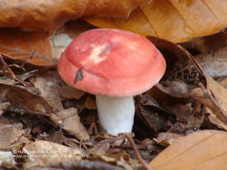 Russula nobilis DSC128250