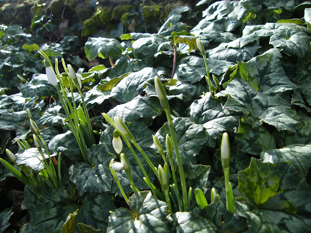 Au gré du jardin Jardin Créatif Dhiver