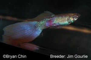 Albino Veil Tail Albino Veil Tail