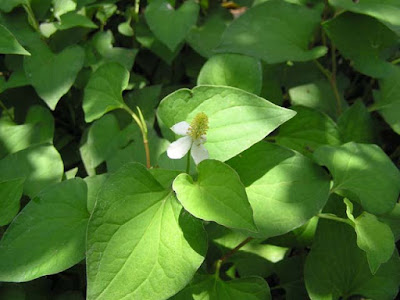 Công dụng của rau diếp cá trong việc chữa bệnh trĩ Công dụng của rau diếp cá trong việc chữa bệnh trĩ