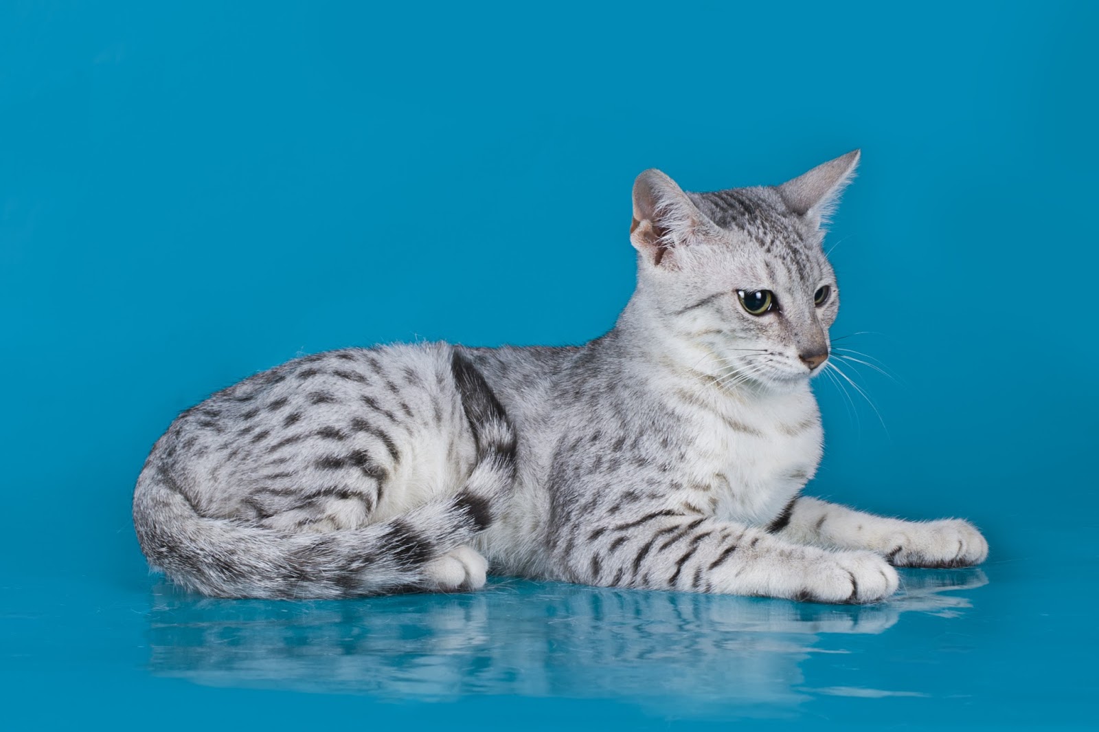 The Cuddlywumps Cat Chronicles: The Egyptian Mau: Pharaoh of the ... The Cuddlywumps Cat Chronicles: The Egyptian Mau: Pharaoh of the ...