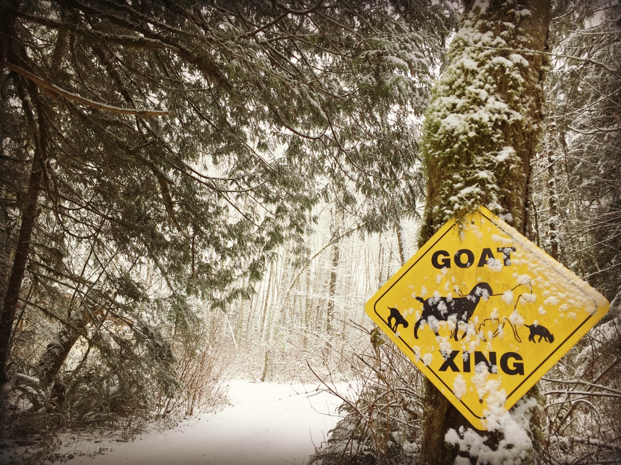 Marblemount Homestead Winter wonderland eye candy