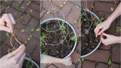 Peas Please Repurposed Tomato Cage Tees 17 Apart Peas Please Repurposed Tomato Cage Tees 17 Apart