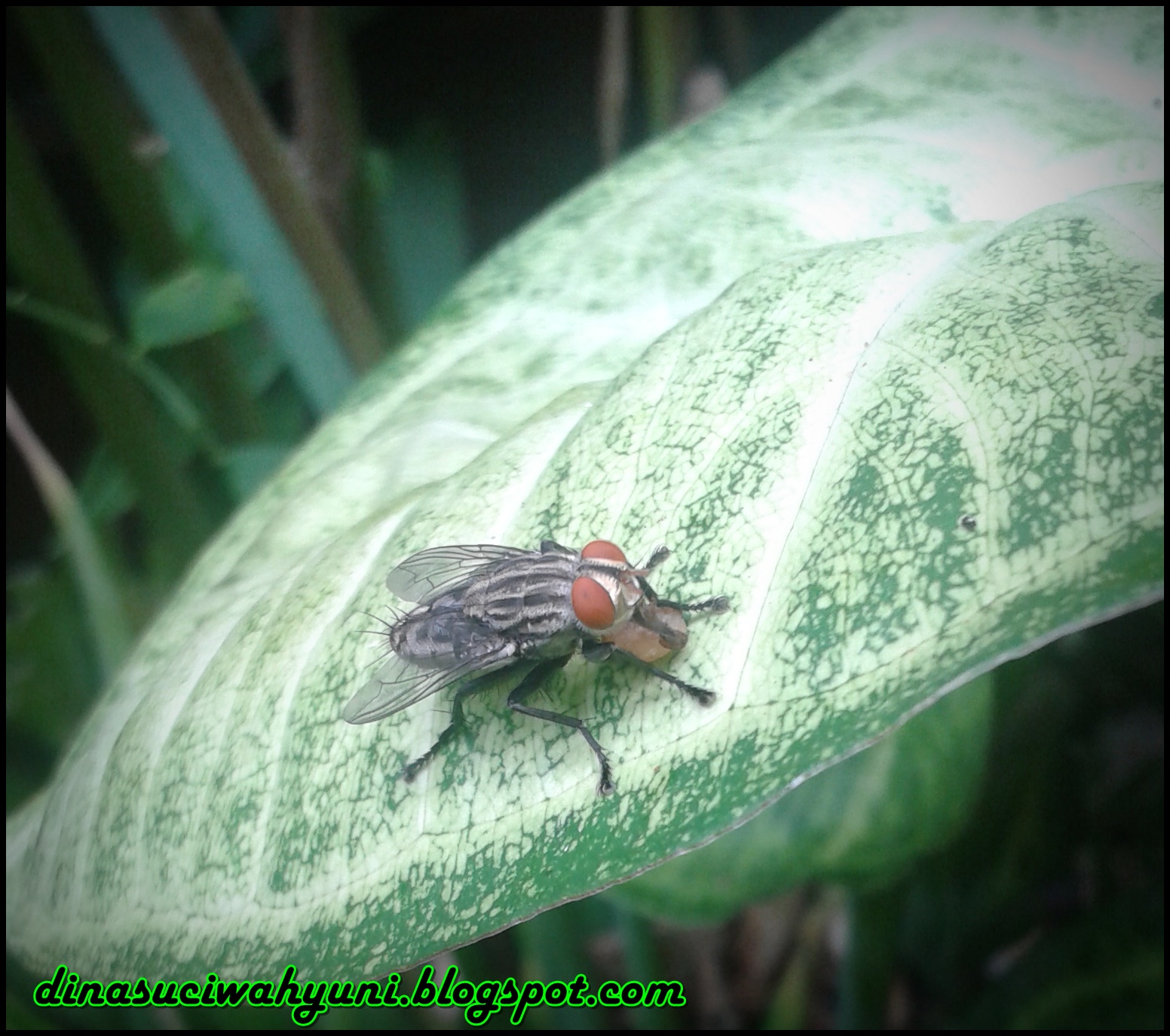 LALAT DI HALAMAN RUMAH JDSK LALAT DI HALAMAN RUMAH JDSK