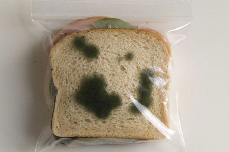 [Image: janes+moldy+sandwich.jpg]