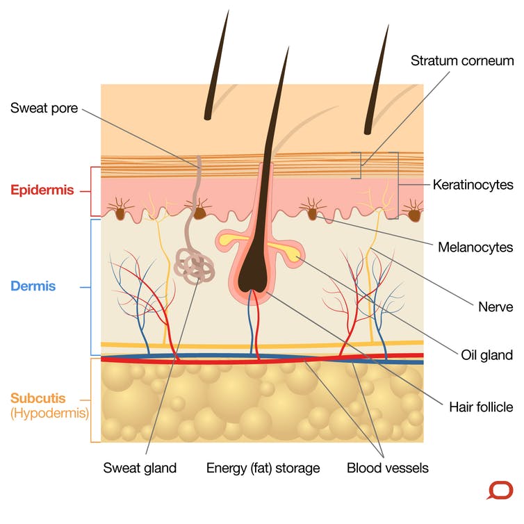 Introduction To Anatomy Yesno Questions