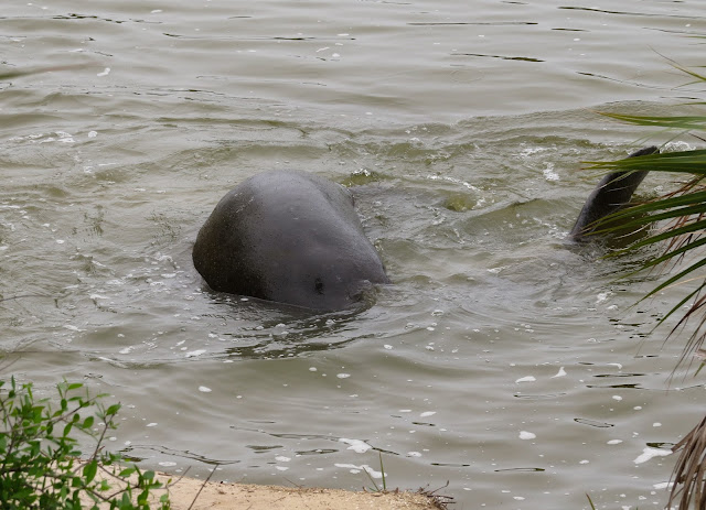 Manatees - Merritt Island, Florida Manatees - Merritt Island, Florida