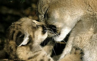 Animales Salvajes y sus Bebes - IMÁGENES PARA WHATSAPP ® y Fotos para