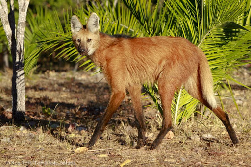 interesting-facts-unique-animals-mend-woolf