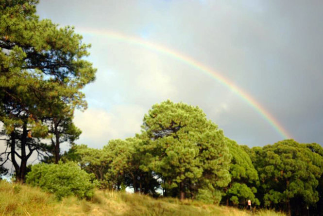 [Image: Sac-tim-hoa-mua-ruc-ro-trong-thang-3-tai-Sydney-7.jpg]