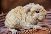 Garbus Piggyboo Świnka morska rasy merino w umaszczeniu cream
