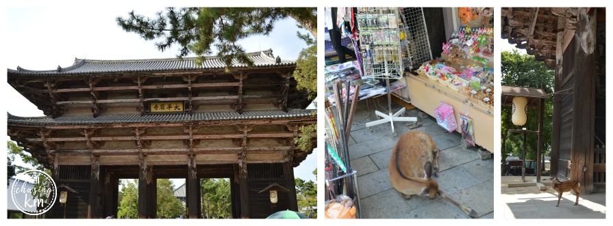 deer nara japan