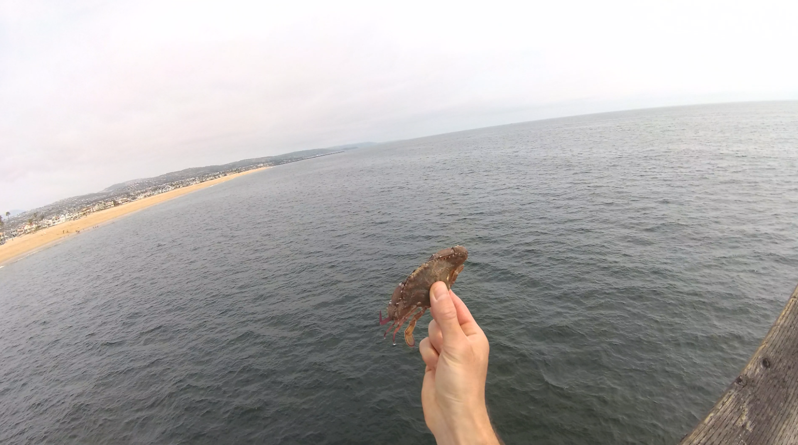 Crab Fishing California Southern California Crab Nets Hunting the