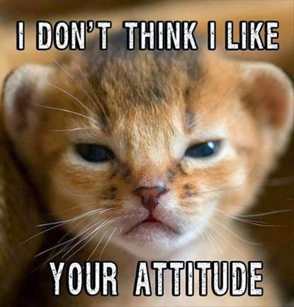 Adorable kitty meme "I don't think I like your attitude"