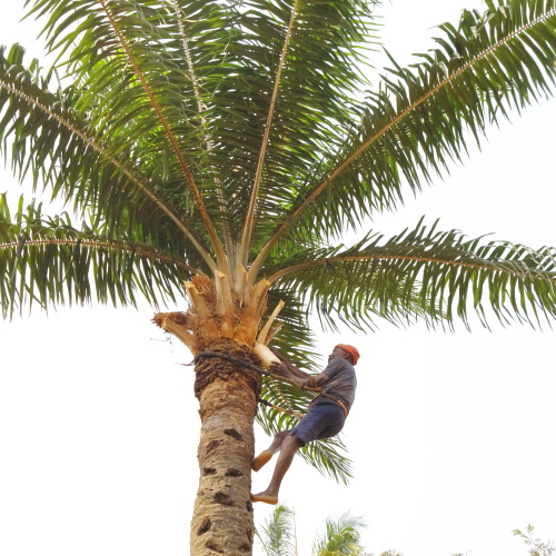 p-like-palm-wine