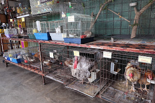 Birds for sale in pet store in Puriscal.