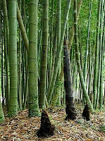 Moso Bamboo Diary 1 In Between Recently I Bought Moso Bamboo Phyllostachys Scens Seeds And After Successful Germination Decided To Share With Everyone Their Development