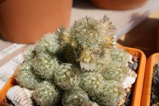 Mammillaria Μαμιλάρια