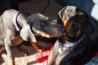 Puppy kisses Photo by Trisha Field