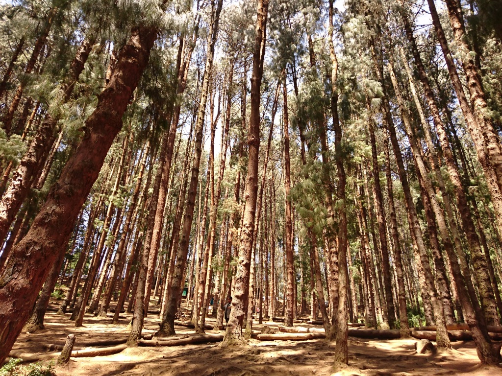 Tamilnadu Tourism Pine Forest Shooting Spot, Ooty, Nilgiris