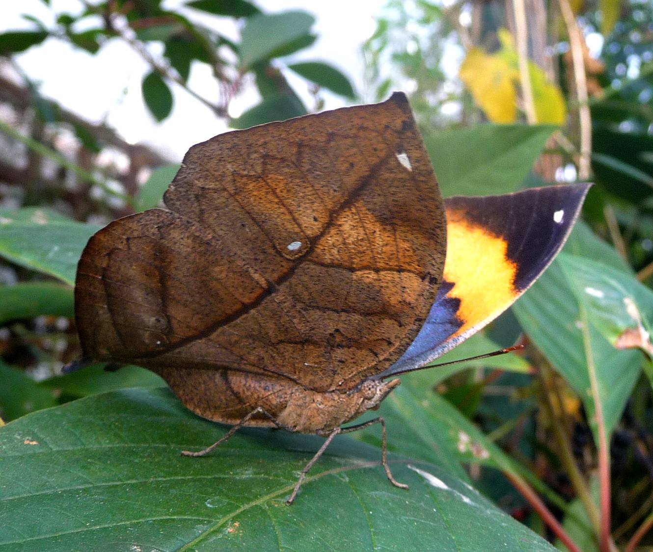 The Dead Leaf Butterfly Camouflage King of the Asian Tropics The