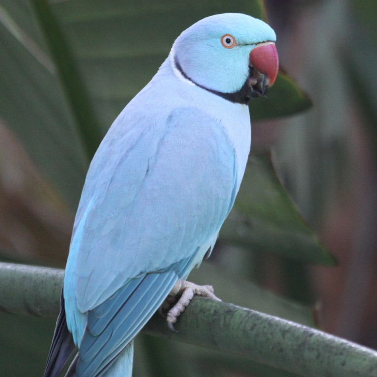 A blue Indian Roseringed Parakeet (Psittacula Krameri Manillensis)