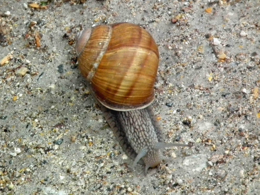 Loire Valley Nature Roman Snail Helix pomatia