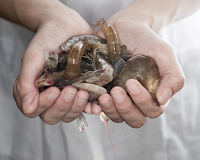 Pourquoi vous ne devriez jamais manger ce type de crevette Pourquoi vous ne devriez jamais manger ce type de crevette