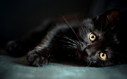 Black Cat Wallpapers 10 (black cat hd widescreen wallpapers )
