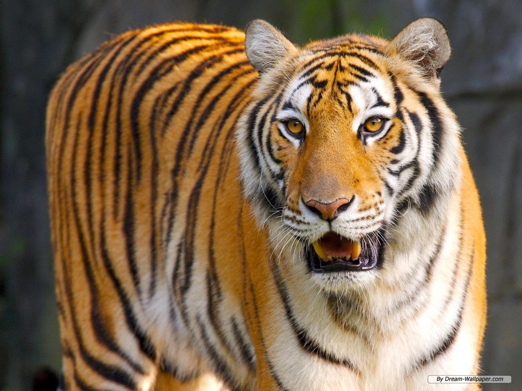South China Tiger | Fun Animals Wiki, Videos, Pictures, Stories