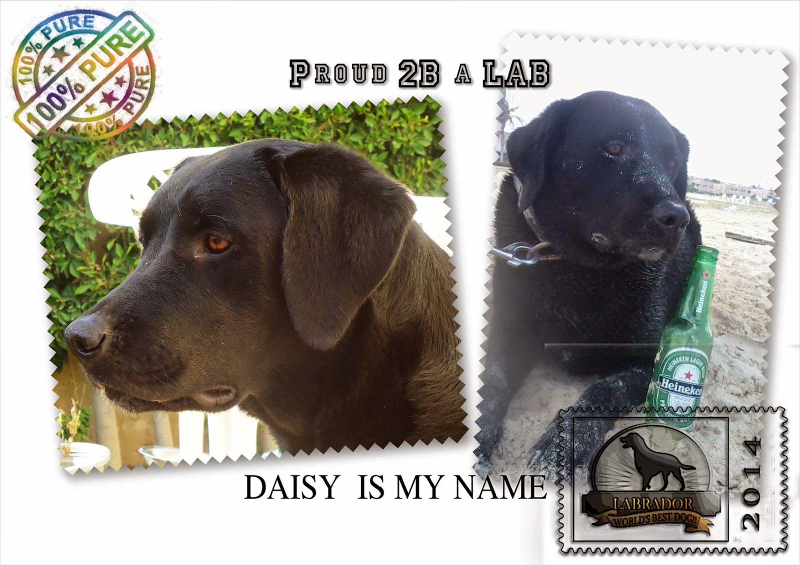 labrador retriever in egypt