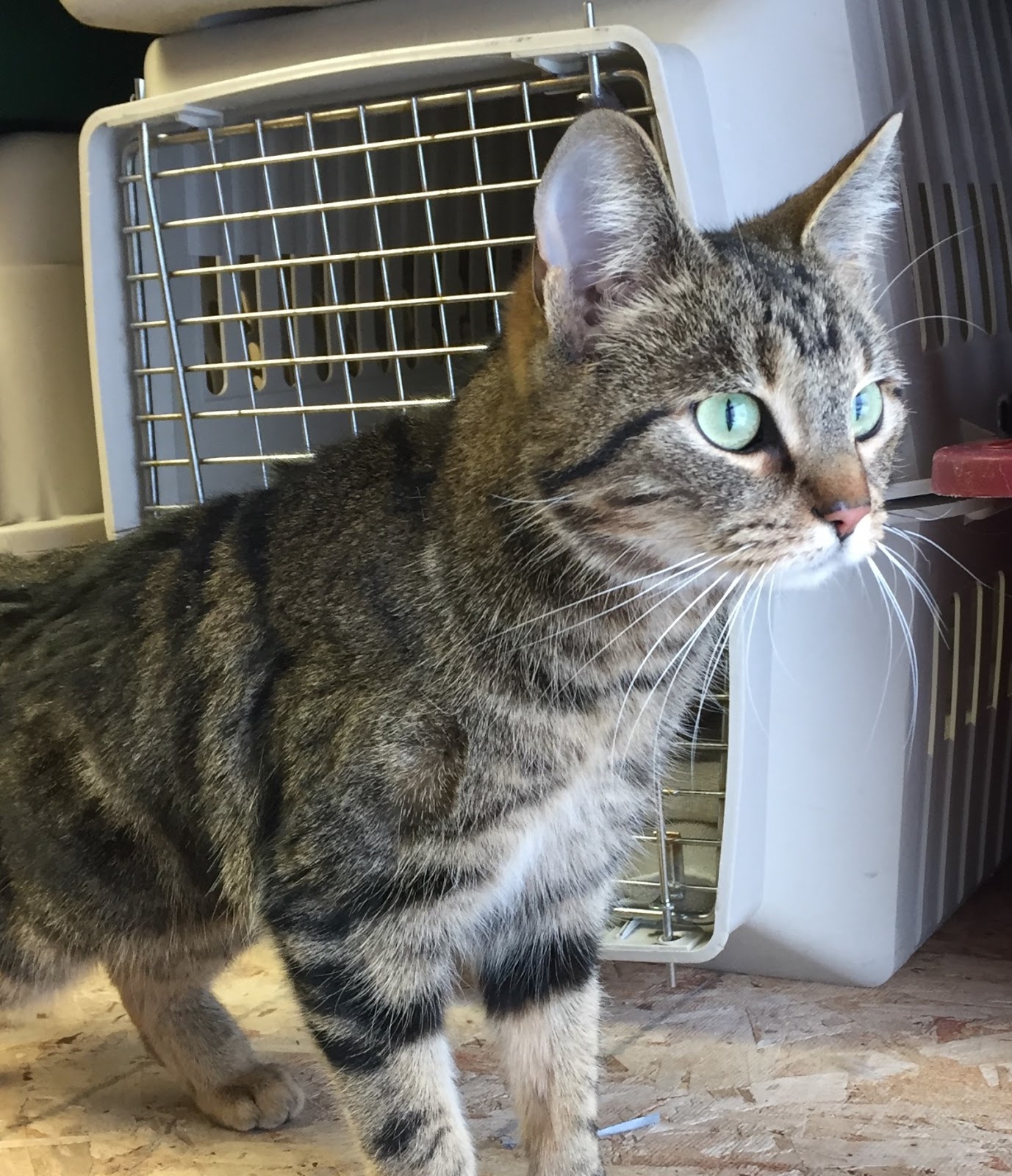 Hinton and District SPCA (serving Edson, Jasper, Hinton, Grande Cache