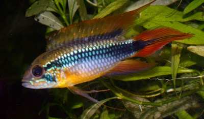 Cíclido Enano de Agassizii Cíclido Enano de Agassizii
