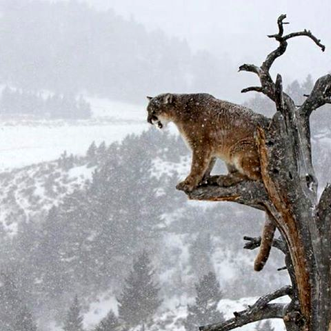 puma neve puma neve