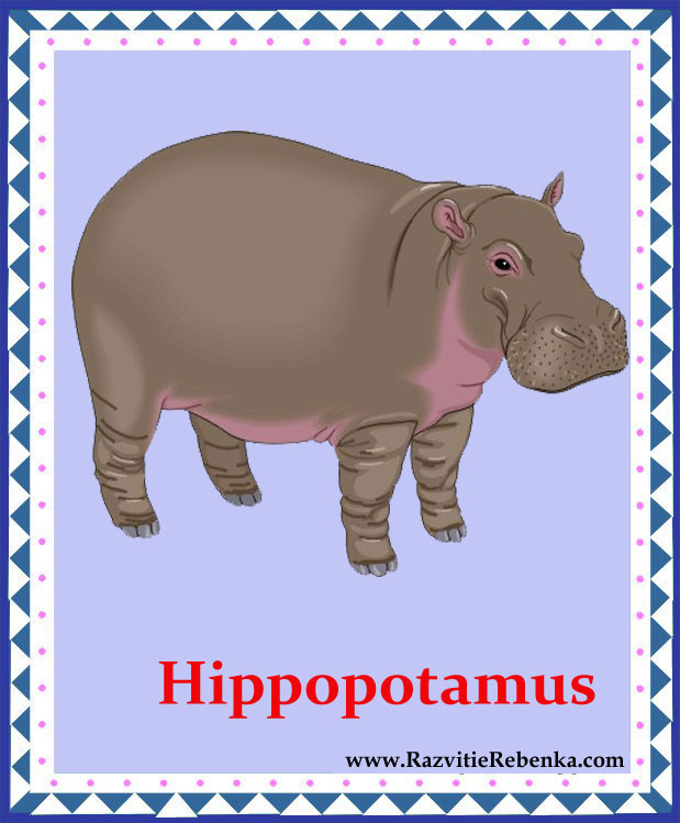 гиппопотам на английском языке. Hippo на английском. бегемот по английскому. карточки по английскому языку бегемот. бегемот по английски произношение.