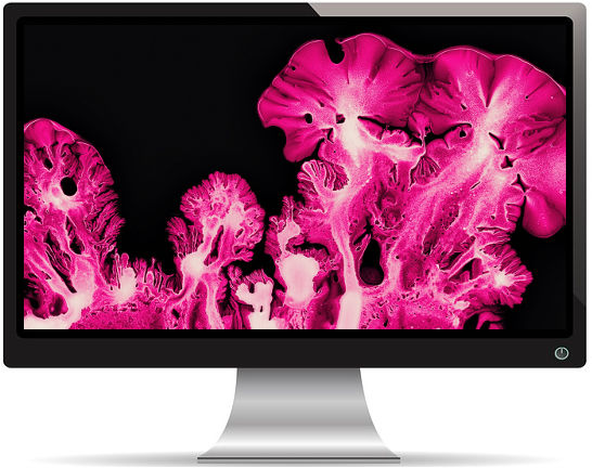 Pink Coral Ink Art Macro - Fond d'Écran en Quad HD