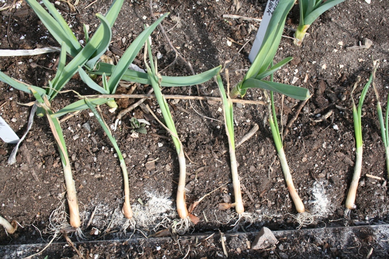How deep do you plant onions information