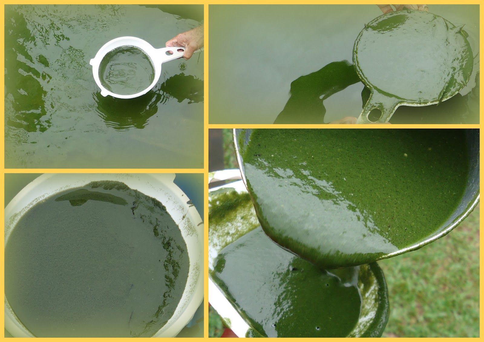 Cultivo de Microalgas em Fotobiorreatores: Biomassa úmida... Microalgas...