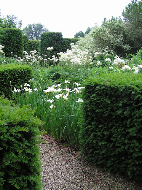 English garden, ogród angielski, cis