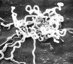 Bakteri Penyebab Sipilis