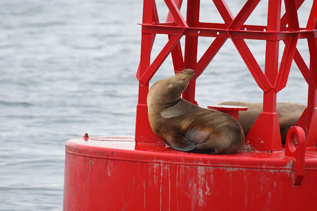 California Sea Lion California Sea Lion