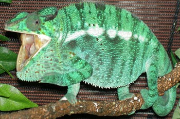 How Do Veiled Chameleons Drink Water How Do Veiled Chameleons Drink Water