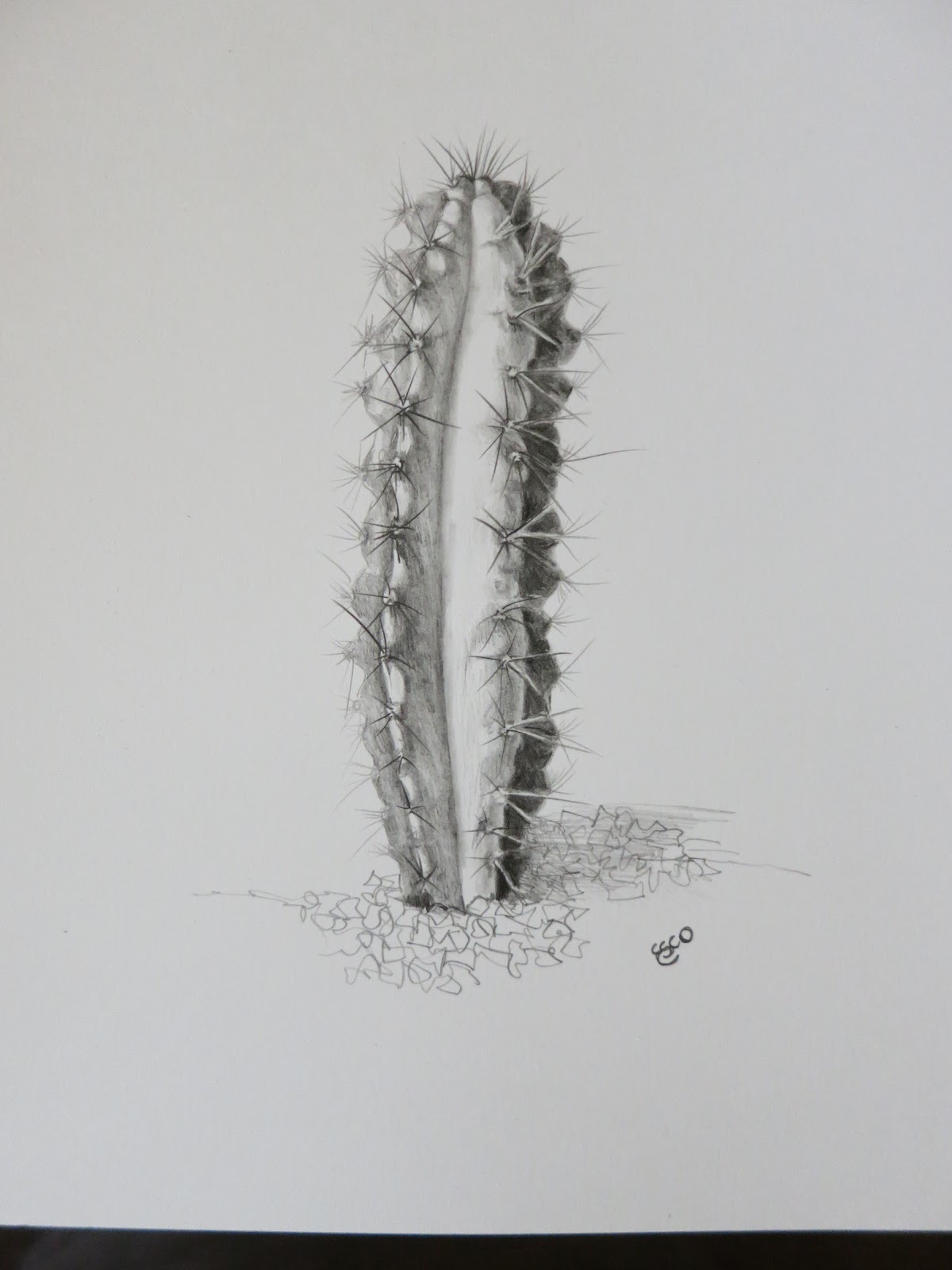 Esco Studio: Cactus drawings
